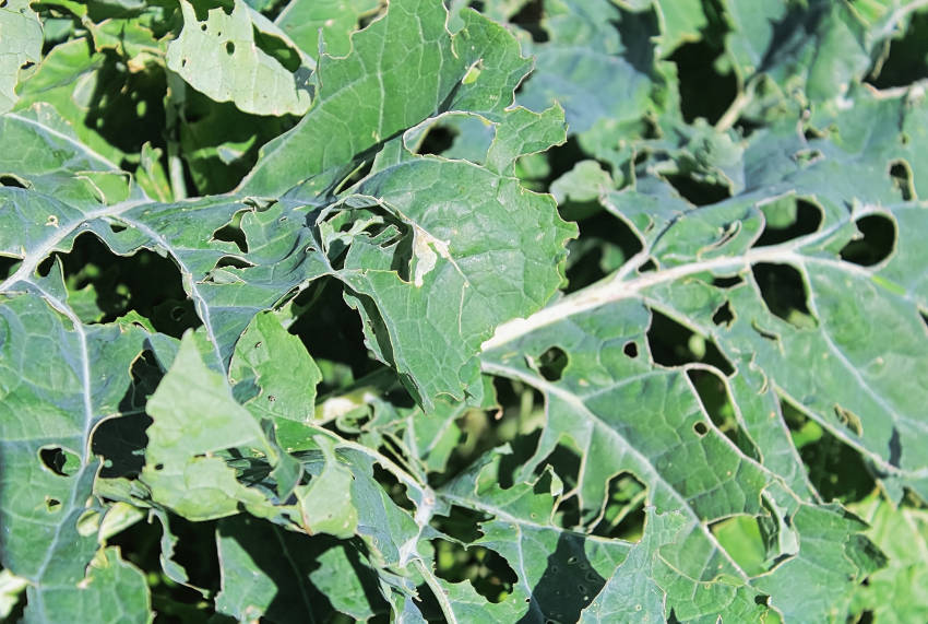 Caterpillar damaged cabbage leaves